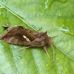 Chrysodeixis eriosoma at Monash, ACT - 21 Jan 2019