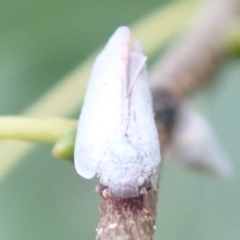 Anzora unicolor (Grey Planthopper) at Ainslie, ACT - 21 Jan 2019 by jbromilow50