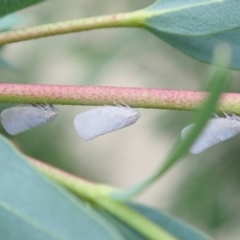 Anzora unicolor at Ainslie, ACT - 21 Jan 2019 06:40 PM