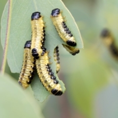 Paropsis atomaria (Eucalyptus leaf beetle) at Dunlop, ACT - 19 Jan 2019 by AlisonMilton