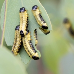 Paropsis atomaria at Dunlop, ACT - 19 Jan 2019 08:50 AM