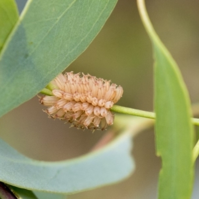 Paropsis atomaria (Eucalyptus leaf beetle) at Dunlop, ACT - 18 Jan 2019 by AlisonMilton