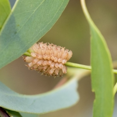 Paropsis atomaria (Eucalyptus leaf beetle) at Dunlop, ACT - 19 Jan 2019 by AlisonMilton