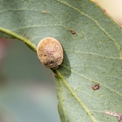 Trachymela sp. (genus) (Brown button beetle) at Dunlop, ACT - 18 Jan 2019 by AlisonMilton