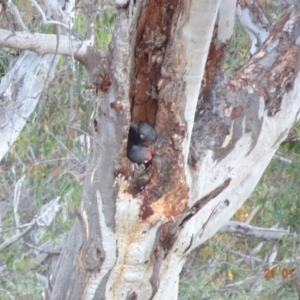 Callocephalon fimbriatum at Deakin, ACT - suppressed