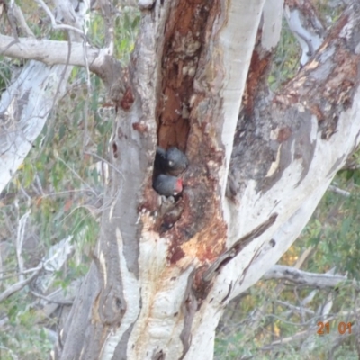 Callocephalon fimbriatum (Gang-gang Cockatoo) at GG52 - 21 Jan 2019 by TomT