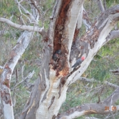 Callocephalon fimbriatum at Deakin, ACT - suppressed