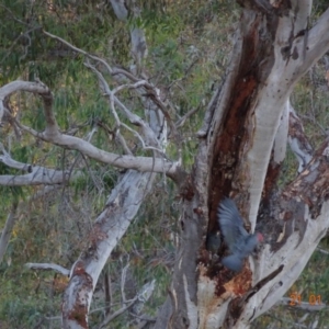 Callocephalon fimbriatum at Deakin, ACT - suppressed