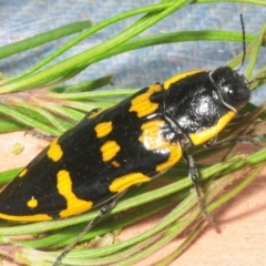 Cyrioides imperialis (Banksia jewel beetle) at Budgong, NSW - 20 Jan 2019 by Harrisi