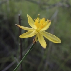 Tricoryne elatior (Yellow Rush Lily) at Greenway, ACT - 9 Jan 2019 by MichaelBedingfield