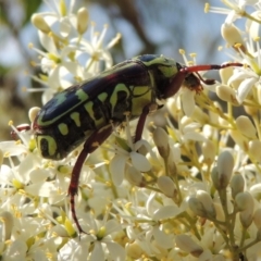 Eupoecila australasiae (Fiddler Beetle) at Greenway, ACT - 9 Jan 2019 by MichaelBedingfield