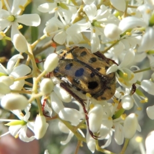 Neorrhina punctata at Greenway, ACT - 9 Jan 2019