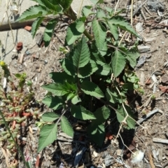 Bidens pilosa (Cobbler's Pegs, Farmer's Friend) at Tuggeranong DC, ACT - 21 Jan 2019 by Mike