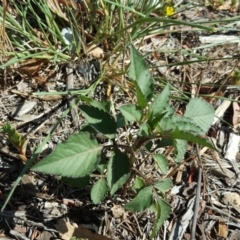 Bidens pilosa at Tuggeranong DC, ACT - 22 Jan 2019