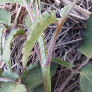 Bidens pilosa at Tuggeranong DC, ACT - 22 Jan 2019 10:12 AM