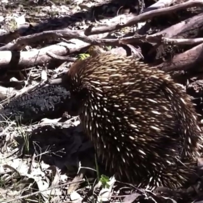 Tachyglossus aculeatus (Short-beaked Echidna) at Farrer, ACT - 3 Oct 2013 by Warwick