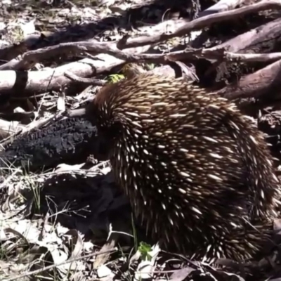 Tachyglossus aculeatus (Short-beaked Echidna) at Farrer, ACT - 4 Oct 2013 by Warwick