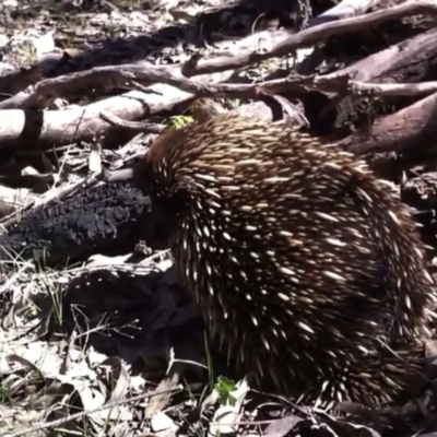 Tachyglossus aculeatus (Short-beaked Echidna) at Farrer Ridge - 3 Oct 2013 by Warwick