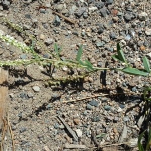 Melilotus albus at Tuggeranong DC, ACT - 22 Jan 2019 10:38 AM