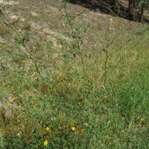 Melilotus albus at Tuggeranong DC, ACT - 22 Jan 2019 10:38 AM