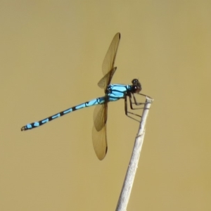 Diphlebia nymphoides at Uriarra Village, ACT - 22 Jan 2019