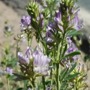 Medicago sativa at Undefined, ACT - 22 Jan 2019 10:29 AM