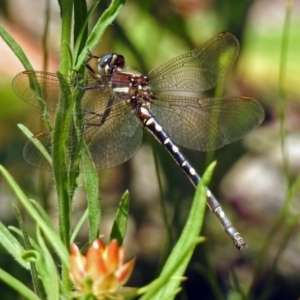 Synthemis eustalacta at Acton, ACT - 21 Jan 2019