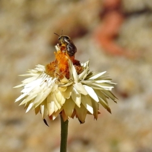 Lasioglossum (Chilalictus) sp. (genus & subgenus) at Acton, ACT - 21 Jan 2019 11:09 AM