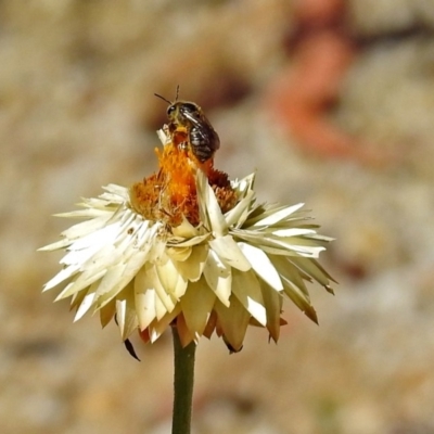 Lasioglossum (Chilalictus) sp. (genus & subgenus) (Halictid bee) at Acton, ACT - 21 Jan 2019 by RodDeb