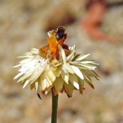 Lasioglossum (Chilalictus) sp. (genus & subgenus) at Acton, ACT - 21 Jan 2019