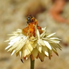 Lasioglossum (Chilalictus) sp. (genus & subgenus) at Acton, ACT - 21 Jan 2019