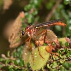 Humerolethalis sergius (Robber fly) at Cotter River, ACT - 11 Jan 2019 by RFYank