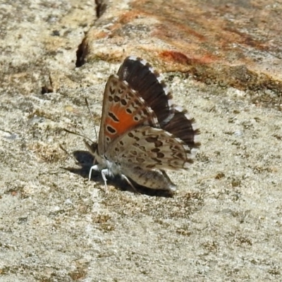 Lucia limbaria (Chequered Copper) at Acton, ACT - 20 Jan 2019 by RodDeb