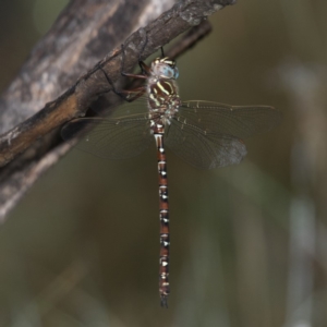 Austroaeschna unicornis at Cotter River, ACT - 11 Jan 2019 09:56 AM