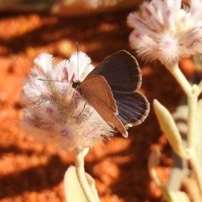 Zizina otis (Common Grass-Blue) at Canberra Central, ACT - 20 Jan 2019 by RodDeb