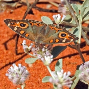 Junonia villida at Canberra Central, ACT - 21 Jan 2019