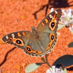 Junonia villida at Canberra Central, ACT - 21 Jan 2019