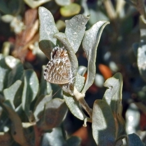 Theclinesthes serpentata at Canberra Central, ACT - 21 Jan 2019