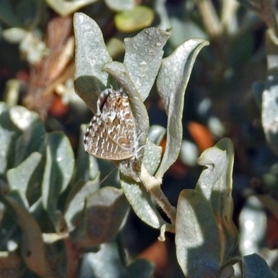 Theclinesthes serpentata (Saltbush Blue) at Canberra Central, ACT - 20 Jan 2019 by RodDeb