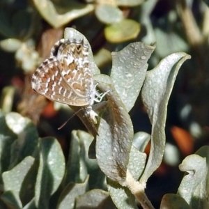 Theclinesthes serpentata at Canberra Central, ACT - 21 Jan 2019