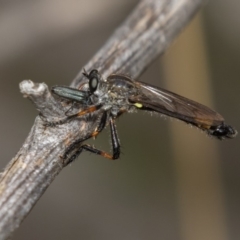 Dasypogoninae (subfamily) (Unidentified dasypogonine robber fly) at Bimberi Nature Reserve - 11 Jan 2019 by RFYank
