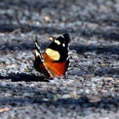 Vanessa itea (Yellow Admiral) at Acton, ACT - 21 Jan 2019 by RodDeb