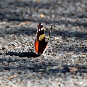 Vanessa itea at Acton, ACT - 21 Jan 2019 08:42 AM