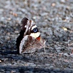 Vanessa itea at Acton, ACT - 21 Jan 2019