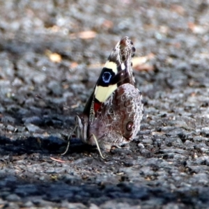 Vanessa itea at Acton, ACT - 21 Jan 2019 08:42 AM