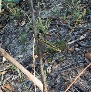 Suhpalacsa sp. (genus) at Dunlop, ACT - 22 Jan 2019 08:27 AM