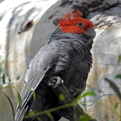 Callocephalon fimbriatum (Gang-gang Cockatoo) at Acton, ACT - 20 Jan 2019 by RodDeb