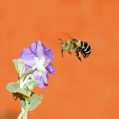 Amegilla (Zonamegilla) asserta (Blue Banded Bee) at Canberra Central, ACT - 21 Jan 2019 by RodDeb