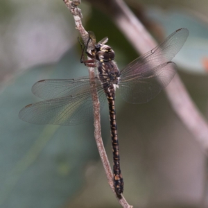 Austroaeschna atrata at Cotter River, ACT - 11 Jan 2019 11:25 AM