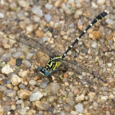 Hemigomphus heteroclytus (Stout Vicetail) at Paddys River, ACT - 11 Jan 2019 by RFYank